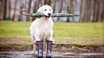Umbrellas…More Than Protection from the Rain