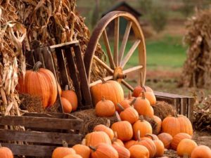Remlinger Farms – Rainbow Recreation Trip (LGBTQ 50+) @ Remlinger Farms | Carnation | Washington | United States