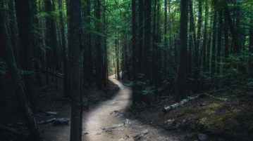 A Walk in the Park, the Benefits of Nature