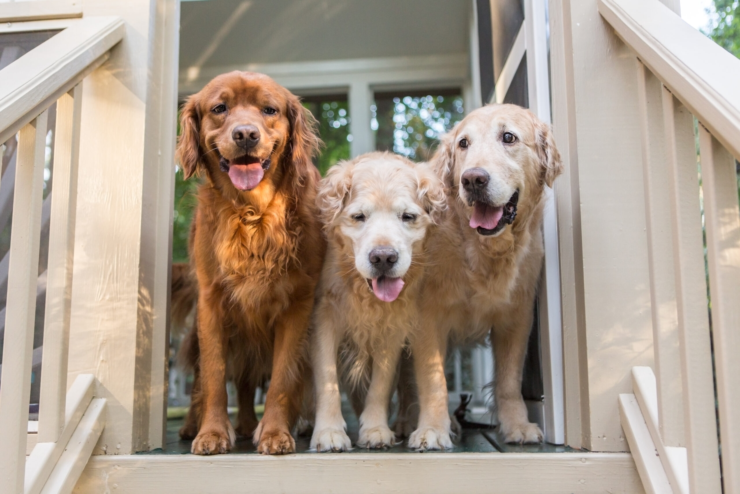 Three,golden,retriever,dogs,stand,in,the,door,on,the